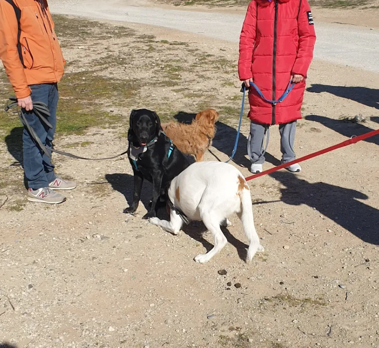 actividades grupales para perros en zaragoza