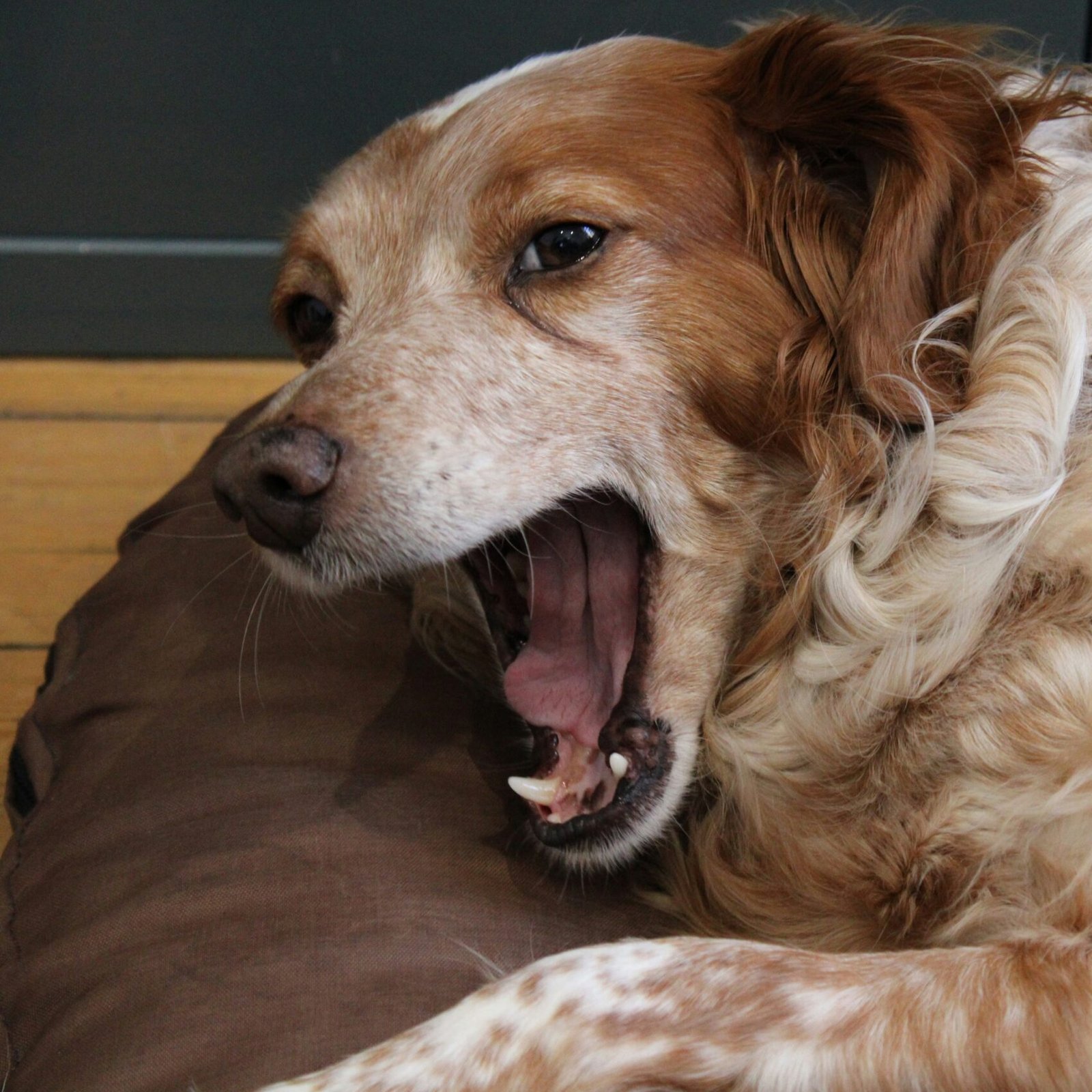 estres y ansiedad en perros