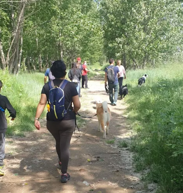 paseos grupales para perros zaragoza