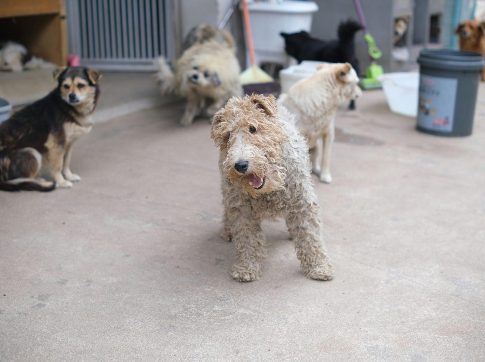 guarderia canina en zaragoza