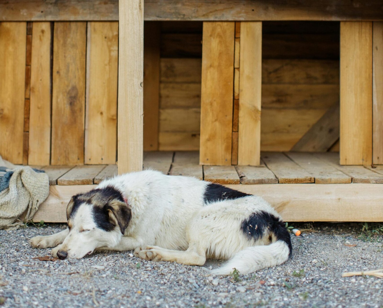 residencia canina en zaragoza