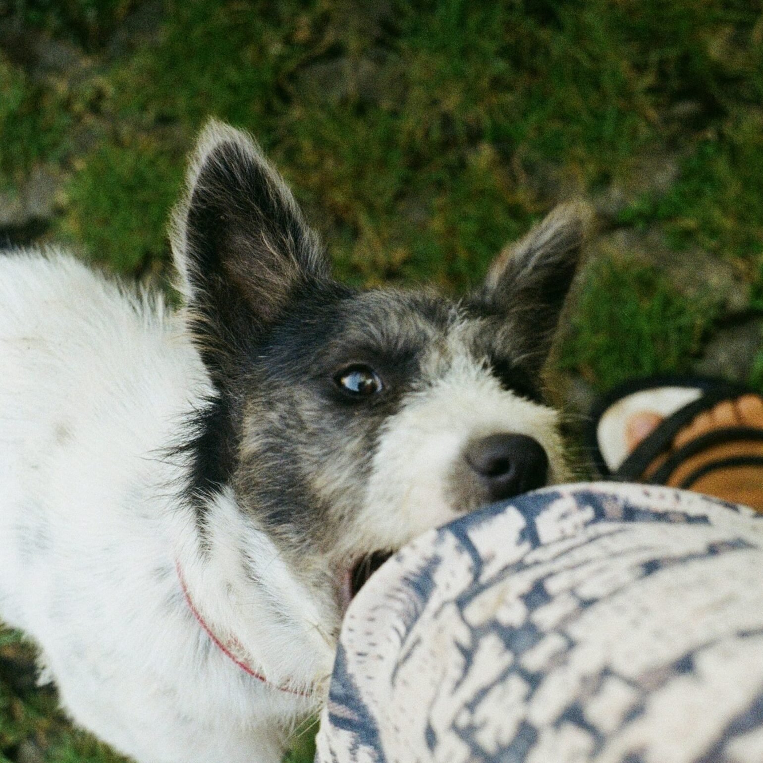 reactividad perros zaragoza