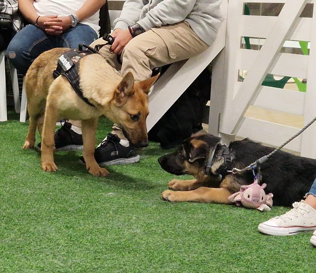 grupos sociales caninos zaragoza